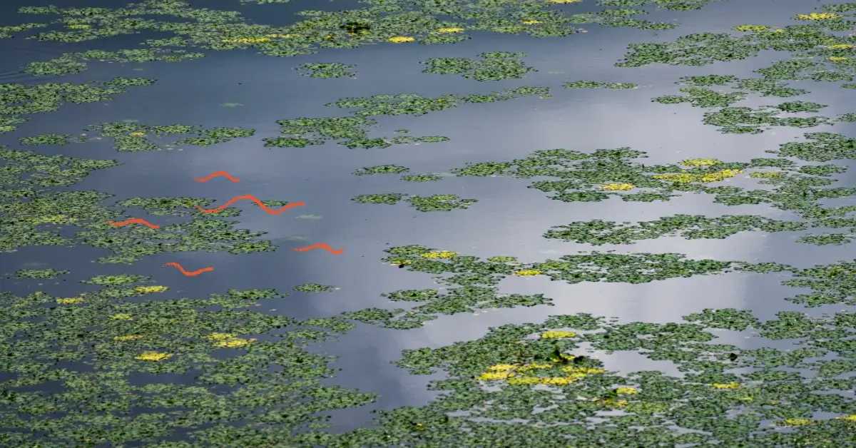 Image of patterns on water as analogy of the role of sustainability within the broader business strategy