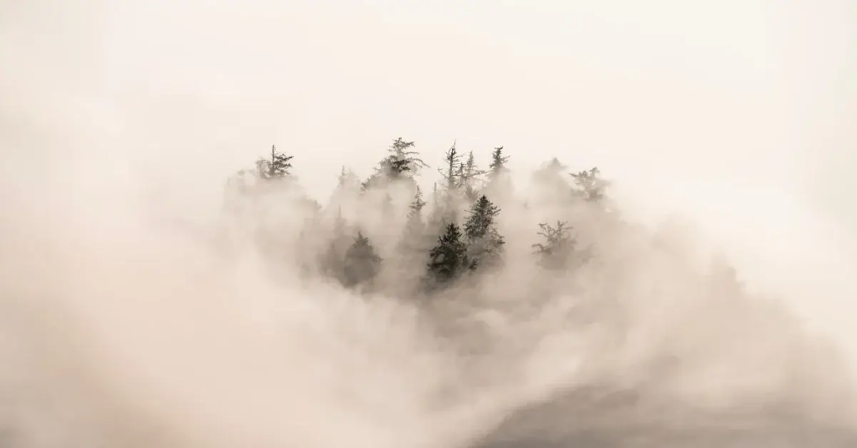 Image of trees in mist as an analogy for the changes to the SBTi Corporate Net Zero Standard V2.